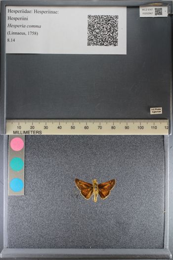 Media type: image;   Entomology 202967